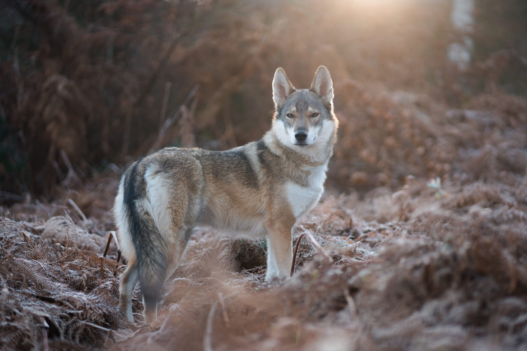 Ein Wolf im Wald.