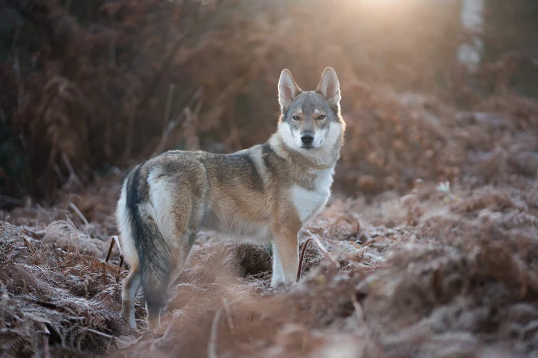 Ein Wolf im Wald.