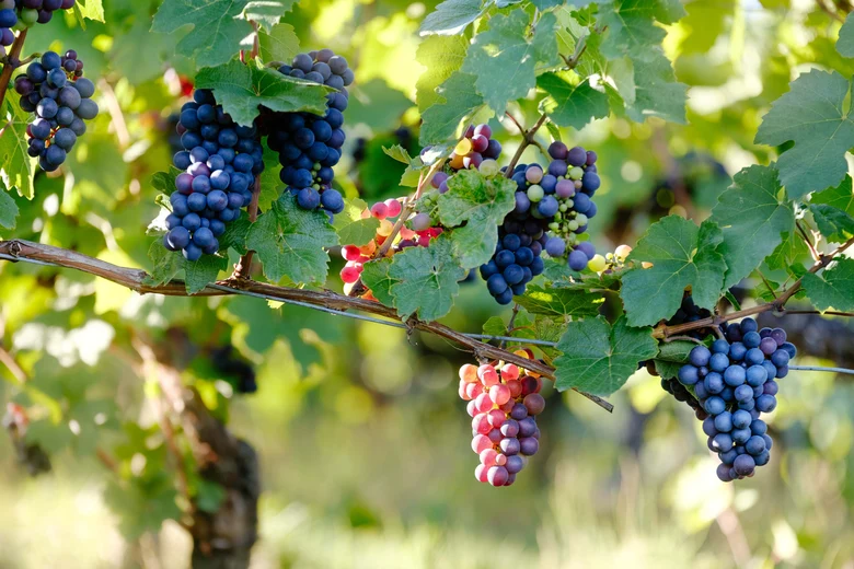 Weinreben an einem Weinhang.