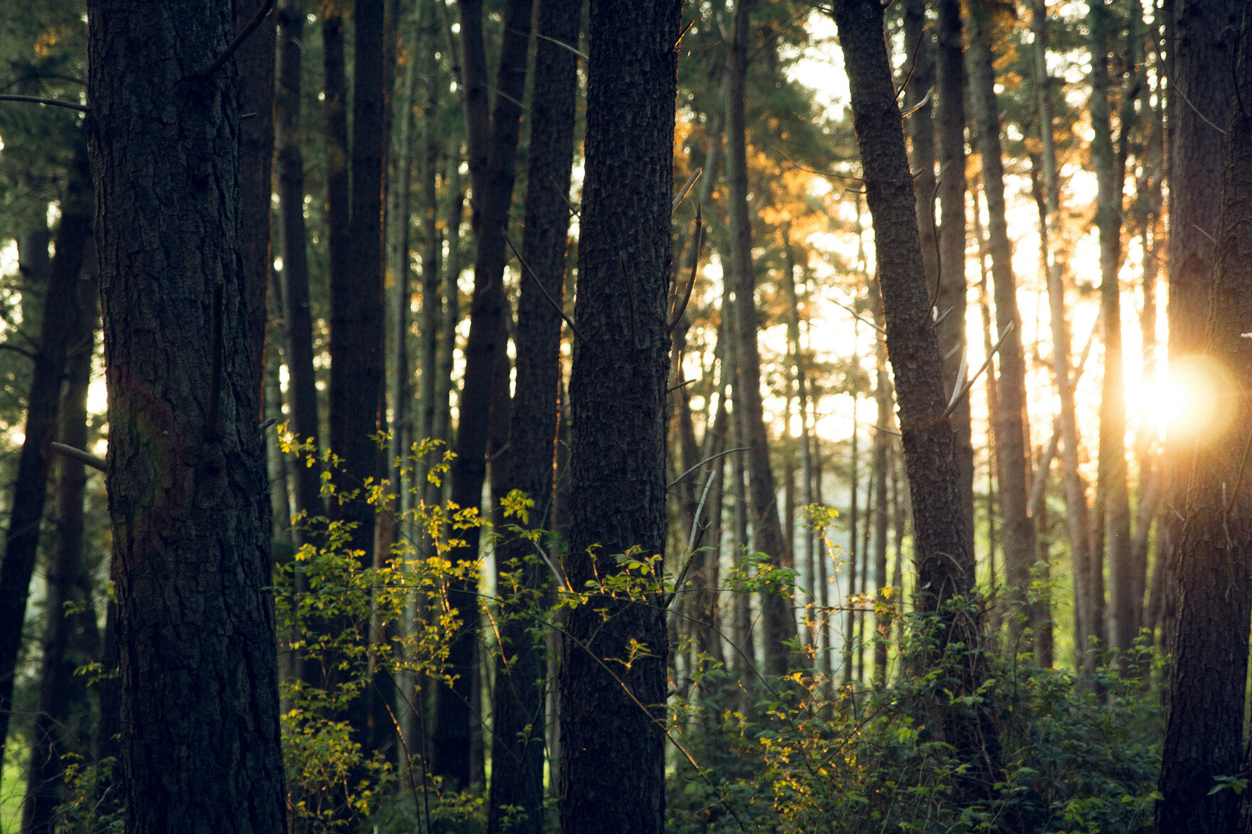 Ein Blick in den Wald.
