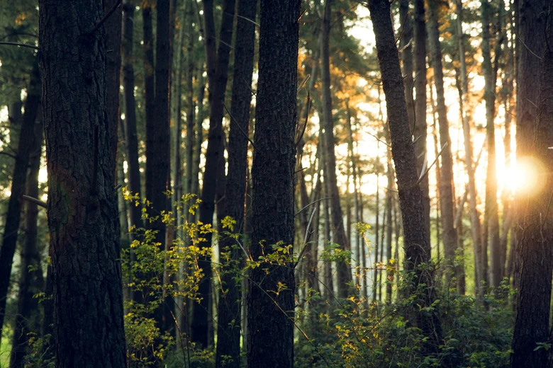 Ein Blick in den Wald.