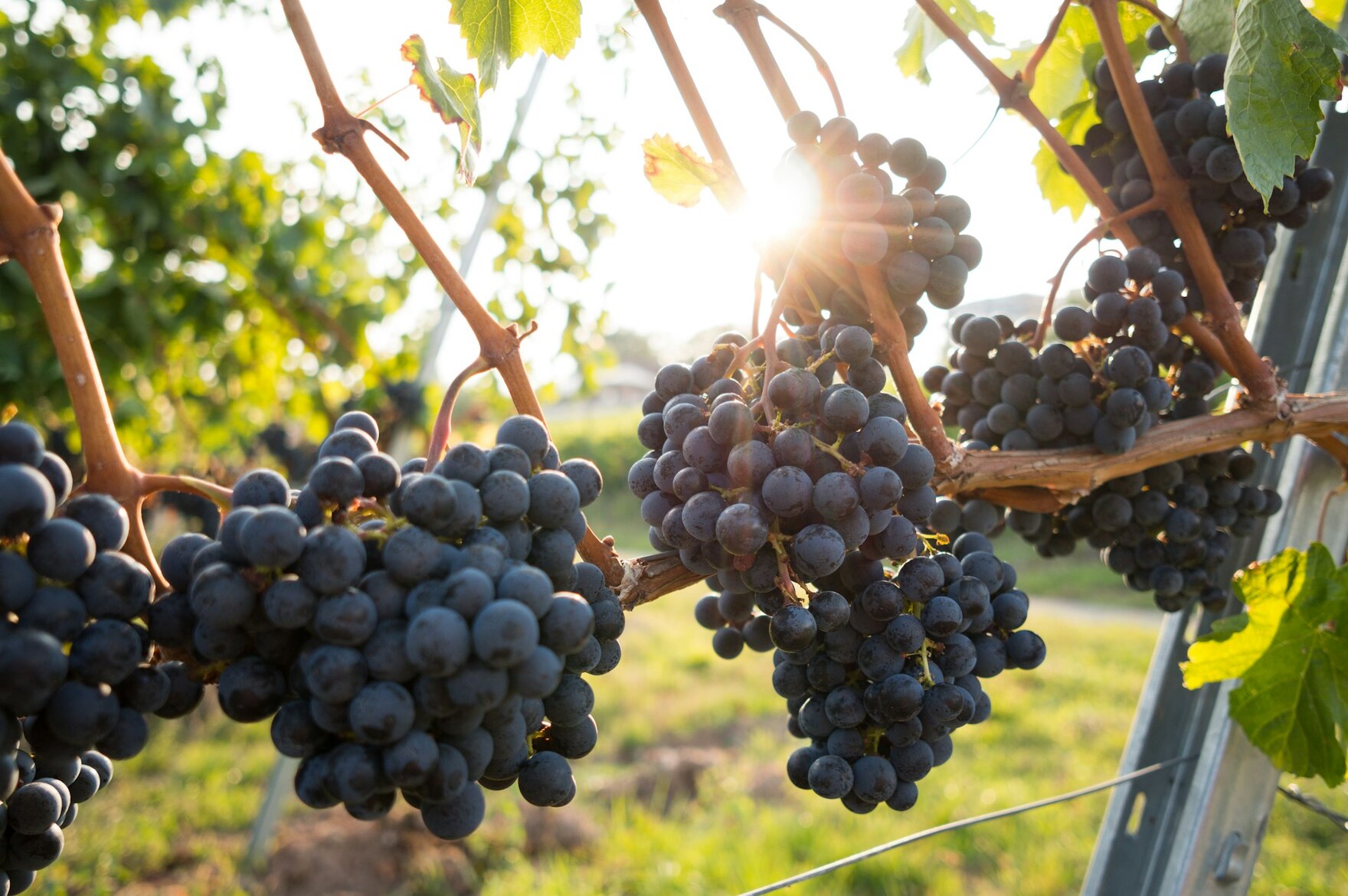 Weinreben am Weinstock im Sonnenlicht.