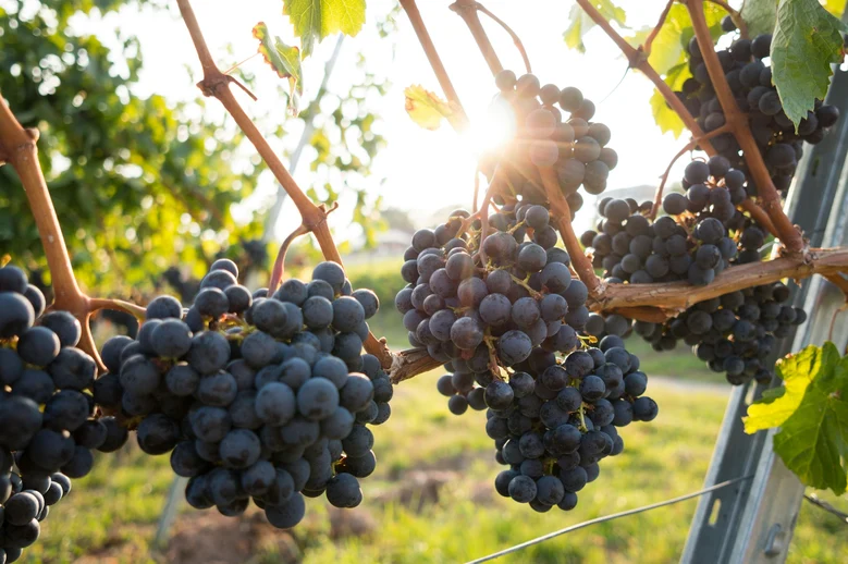 Weinreben am Weinstock im Sonnenlicht.